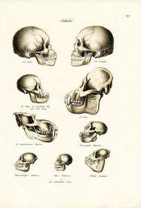 Teschi umani, 1824 da Karl Joseph Brodtmann