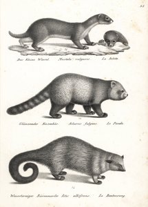 Donnola minore, Mustela nivalis 1, panda rosso, Ailurus fulgens 2, vulnerabile, e binturong, Arctictis binturong 3, vulnerabile. Litografia di Karl Joseph Brodtmann dal libro di Heinrich Rudolf Schinz Storia Naturale Illustrata degli Uomini e degli Animali da Karl Joseph Brodtmann