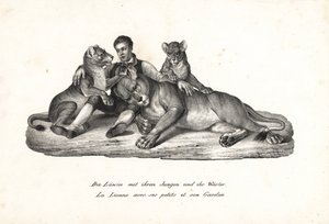 Leonessa e cuccioli con addestratore, Panthera leo. Litografia di Karl Joseph Brodtmann dal libro di Heinrich Rudolf Schinz Storia Naturale Illustrata degli Uomini e degli Animali da Karl Joseph Brodtmann