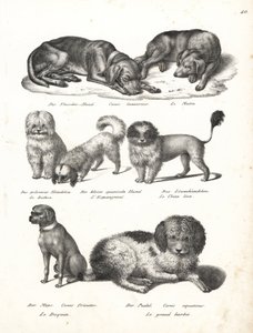 Levriero o cane da mattino, Canis laniarius, Bichon, cane spagnolo, Chow Chow, cane carlino, Canis fricator, e barboncino o cane da caccia acquatico, Canis aquaticus. Litografia di Karl Joseph Brodtmann dal libro di Heinrich Rudolf Schinz Storia Naturale I da Karl Joseph Brodtmann