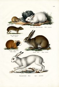 Lepre Ogotona, 1824 da Karl Joseph Brodtmann
