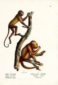 Scimmie urlatrici rosse, 1824 da Karl Joseph Brodtmann