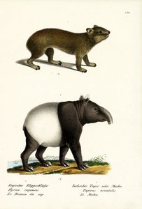 Procavia, 1824 da Karl Joseph Brodtmann