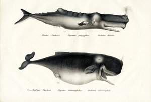 Capodogli, 1824
