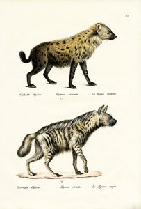 Iena maculata, 1824 da Karl Joseph Brodtmann