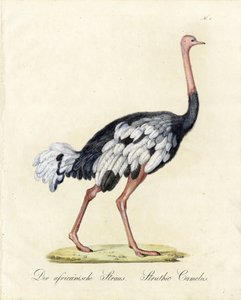 da Karl Joseph Brodtmann