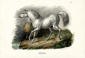 Cavallo turco da Karl Joseph Brodtmann