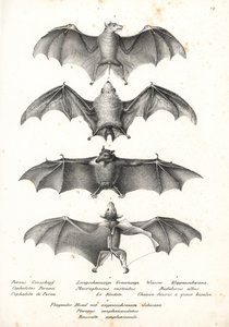 Pipistrello della frutta senza schiena occidentale, Dobsonia peronii 1, pipistrello nettarino dalla lingua lunga, Macroglossus minimus 2, pipistrello fantasma settentrionale, Diclidurus albus 3, e rousette di Geoffroy, Rousettus amplexicaudatus 4. Litograf da Karl Joseph Brodtmann