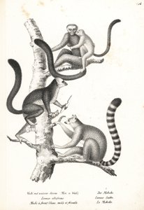 Lemure dalla testa bianca, Eulemur albifrons, maschio e femmina, in pericolo 1, e lemure dalla coda ad anelli, Lemur catta, in pericolo 2. Litografia di Karl Joseph Brodtmann dal libro di Heinrich Rudolf Schinz Storia Naturale Illustrata degli Uomini e deg da Karl Joseph Brodtmann