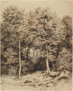 Boschetto di Alberi