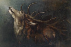 Cervo morente