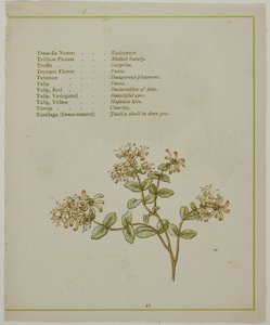 Valeriana attraverso Volkamenia, da Il linguaggio illuminato dei fiori da Kate Greenaway