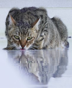Cool Cat, 2022, fotografia
