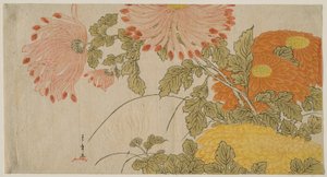 Crisantemi da Katsukawa Shunsho