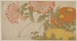 Crisantemi, c.1780 da Katsukawa Shunsho
