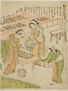 Tavola 6 (Esaminando i bozzoli appena filati), dalla serie "Kaiko Yashinai-gusa" da Katsukawa Shunsho