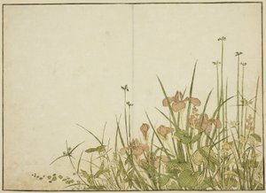 Fiori Estivi: Iris e Piantaggine d