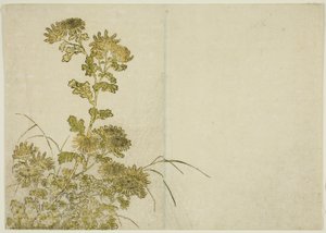 Fiori d