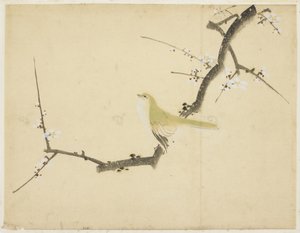 Usignolo su un ramo di prugna da Katsushika (school of) Hokusai