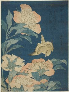 Canarino e peonia (Kanaari, shakuyaku), da una serie senza titolo di fiori e uccelli da Katsushika Hokusai