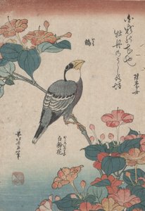 Grosbeak su Mirabilis, da una serie senza titolo chiamata Piccoli Fiori