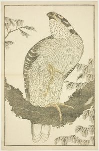 Falco, dal Libro delle pitture realistiche di Hokusai (Hokusai shashin gafu)