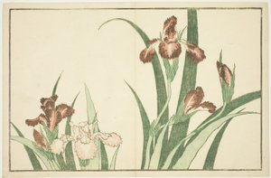 Iris, da Il libro illustrato di dipinti realistici di Hokusai (Hokusai shashin gafu)