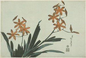 Orchidee arancioni, da una serie senza titolo di fiori da Katsushika Hokusai