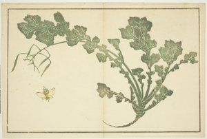 Vespa e gambo di rapa, da "Il libro illustrato di pitture realistiche di Hokusai (Hokusai shashin gafu)" da Katsushika Hokusai
