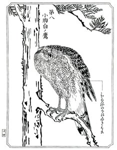 Un falco, 1898