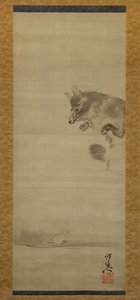 Tanuki cane procione che osserva il suo riflesso nell