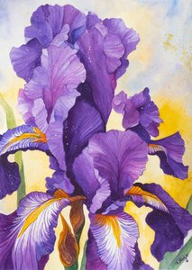 Iris viola brillante da Kay Shanley