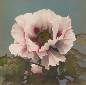 Peonia arborea