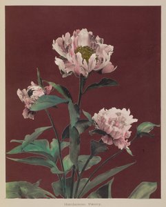 Peonia resistente da Kazumasa Ogawa