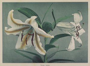 Giglio da Kazumasa Ogawa