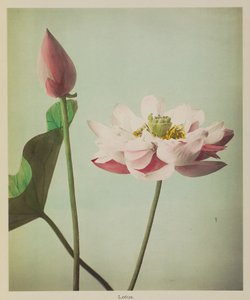 Loto da Kazumasa Ogawa