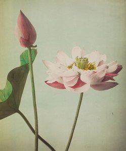 Loto, 1896