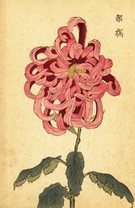 Crisantemo ibrido rosa e cremisi