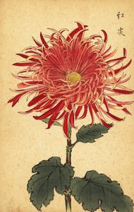 Crisantemo ibrido rosa e cremisi, 1893