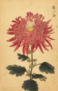 Crisantemo ibrido rosa piumato (incisione)