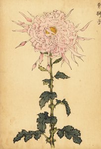 Crisantemo ibrido rosa ragno (incisione)