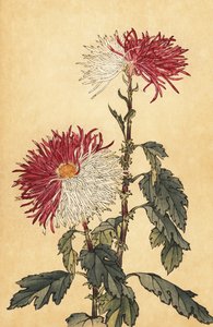 Crisantemo ibrido viola e bianco (incisione) da Keika Hasegawa