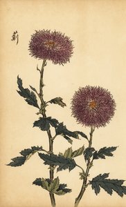 Crisantemo ibrido viola da Keika Hasegawa