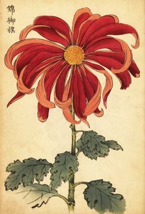 Crisantemo ibrido scarlatto e rosa (incisione)