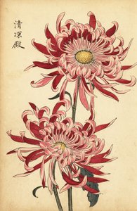 Crisantemo ibrido variegato rosa e scarlatto (incisione)