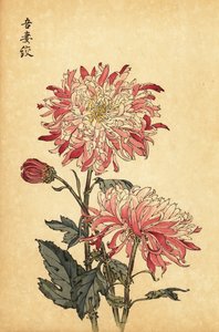 Crisantemo bianco e rosa variegato ibrido (incisione)