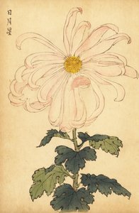 Crisantemo ibrido bianco e rosa (incisione) da Keika Hasegawa