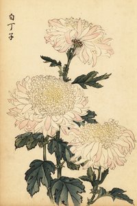 Crisantemo ibrido bianco e rosa (incisione)