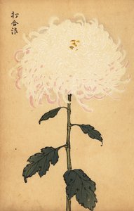 Crisantemo bianco ibrido (incisione) da Keika Hasegawa