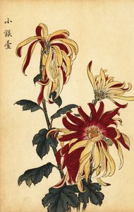 Crisantemo ibrido giallo e cremisi (incisione)